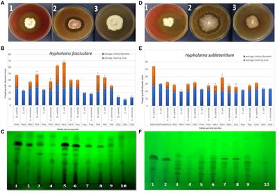 Further Biochemical Profiling of Hypholoma fasciculare Metabolome Reveals Its Chemogenetic Diversity